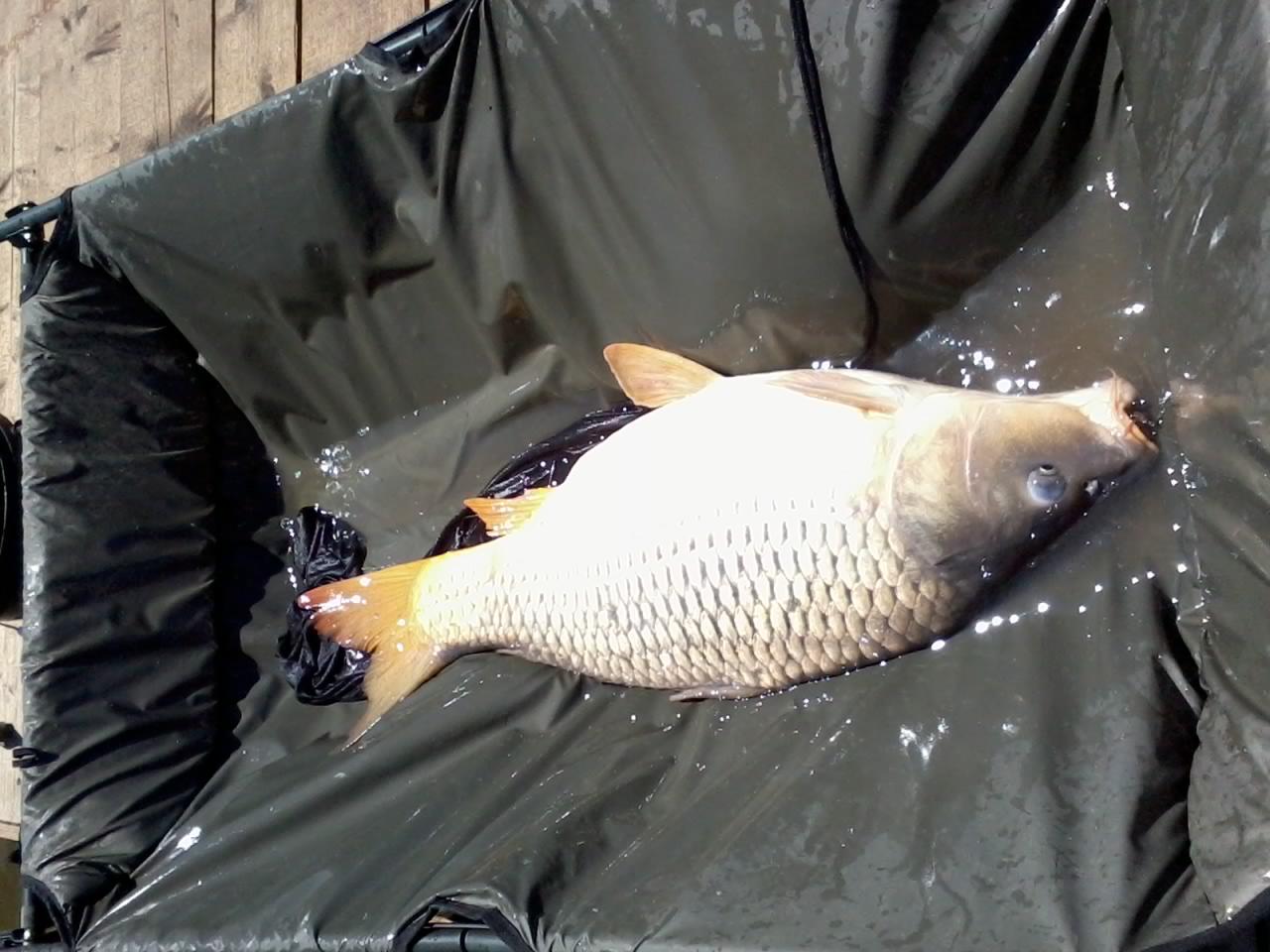 Din nou...pe Moară - 20130528123126.jpg